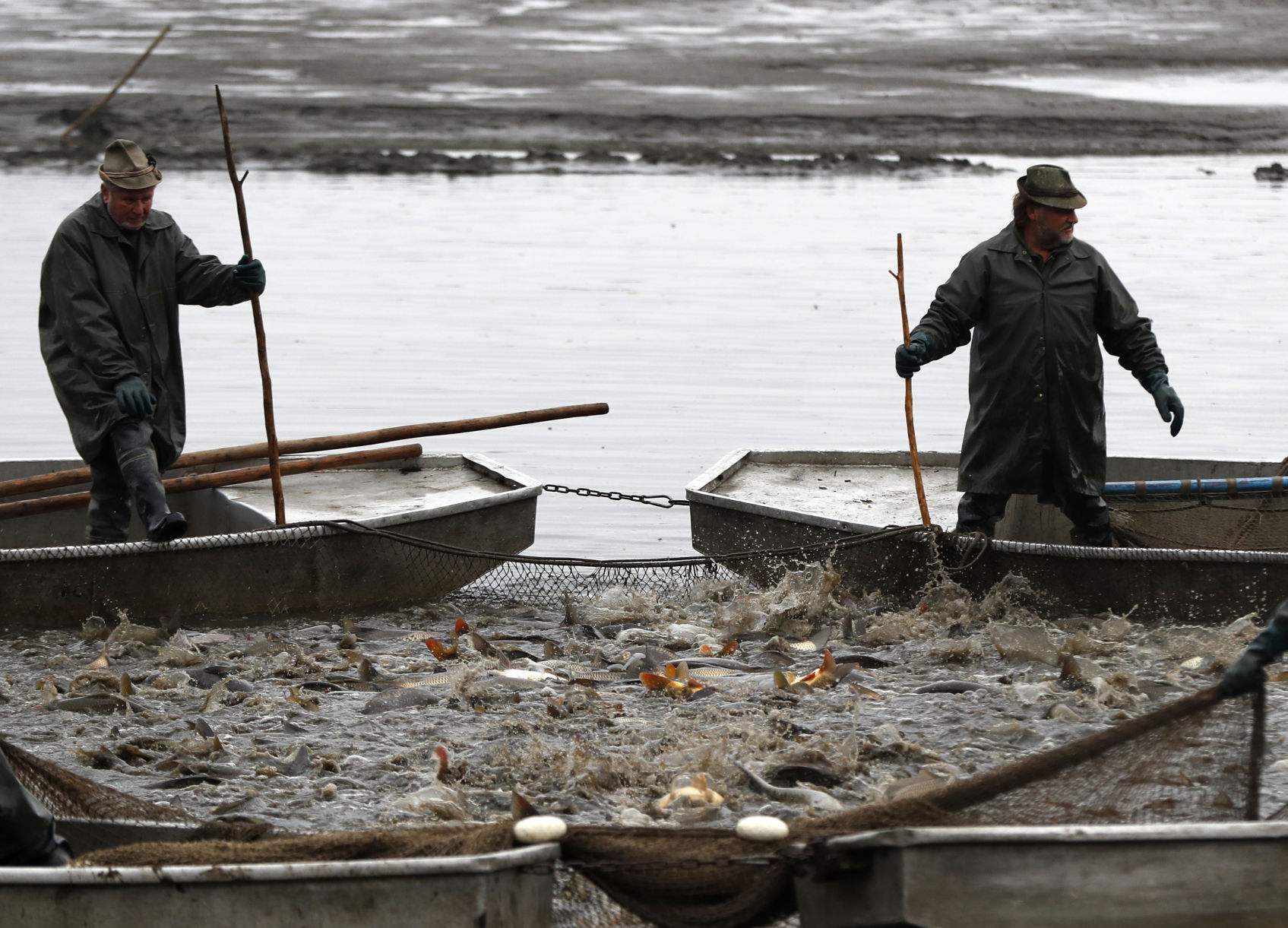 Czech Republic Carp Catching Photo Gallery